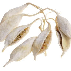 Sausie augi -Brachiciton 200 gr  / 200-22