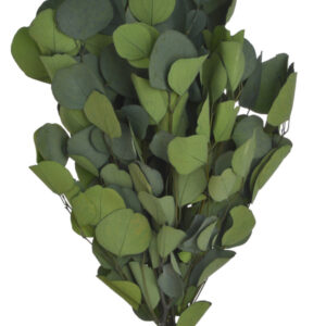 Eikalipts - kaltēts augs,150 gr/ 200-127