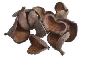 Badam - eksotiski žāvēti augi 8cm-11cm, 10gab / 200-29