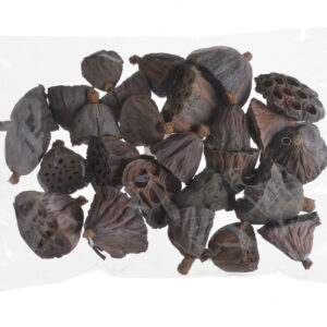 Lotosa galvas 3-5 cm, 25 gab /  200-500